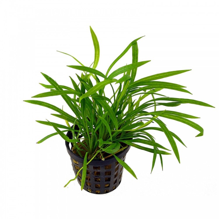 Planta acvariu Helanthium tenellum Stoffels - imagine 3